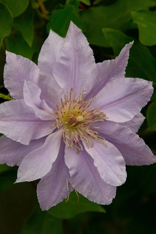 Filigree Clematis - 1 Gallon Pot 9 Filigree Clematis - 1 Gallon Pot - Image 7