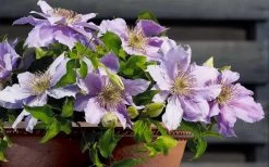 Filigree Clematis - 1 Gallon Pot 14 Filigree Clematis - 1 Gallon Pot -Outdoor Garden Store clematis filigree 7