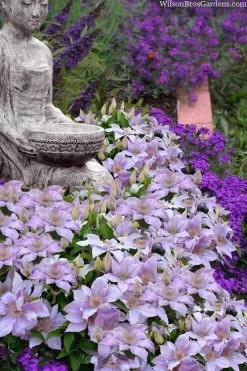 Filigree Clematis - 1 Gallon Pot 12 Filigree Clematis - 1 Gallon Pot -Outdoor Garden Store clematis filigree 9