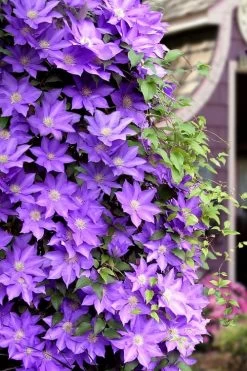 General Sikorski Clematis - 1 Gallon Pot 15 General Sikorski Clematis - 1 Gallon Pot -Outdoor Garden Store clematis general sikorski 11