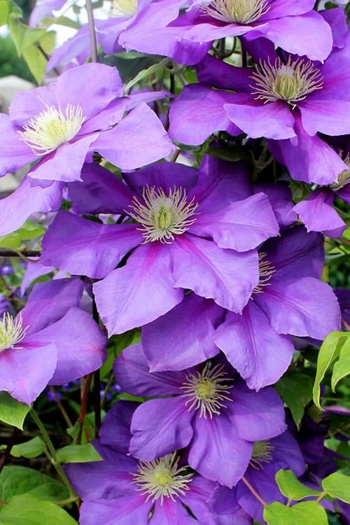 General Sikorski Clematis - 1 Gallon Pot 3 General Sikorski Clematis - 1 Gallon Pot