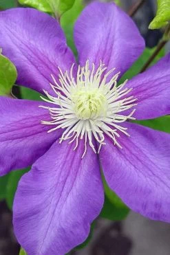 General Sikorski Clematis - 1 Gallon Pot 16 General Sikorski Clematis - 1 Gallon Pot -Outdoor Garden Store clematis general sikorski 8