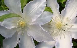 Gillian Blades Clematis - 1 Gallon Pot 13 Gillian Blades Clematis - 1 Gallon Pot -Outdoor Garden Store clematis gillian blades 4