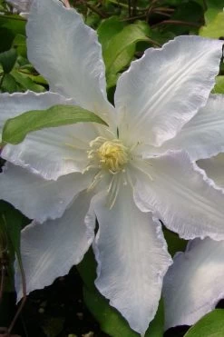 Gillian Blades Clematis - 1 Gallon Pot 11 Gillian Blades Clematis - 1 Gallon Pot -Outdoor Garden Store clematis gillian blades 5