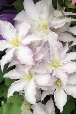 Gillian Blades Clematis - 1 Gallon Pot 12 Gillian Blades Clematis - 1 Gallon Pot -Outdoor Garden Store clematis gillian blades 500x750 1