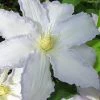 Gillian Blades Clematis - 1 Gallon Pot 1 Gillian Blades Clematis - 1 Gallon Pot -Outdoor Garden Store clematis gillian blades 7