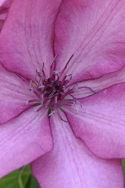 Giselle Clematis - 1 Gallon Pot 16 Giselle Clematis - 1 Gallon Pot -Outdoor Garden Store clematis giselle 10