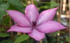 Giselle Clematis - 1 Gallon Pot 15 Giselle Clematis - 1 Gallon Pot -Outdoor Garden Store clematis giselle 11