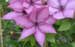 Giselle Clematis - 1 Gallon Pot 14 Giselle Clematis - 1 Gallon Pot -Outdoor Garden Store clematis giselle 12