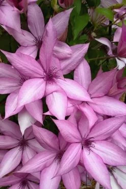 Giselle Clematis - 1 Gallon Pot 13 Giselle Clematis - 1 Gallon Pot -Outdoor Garden Store clematis giselle 13