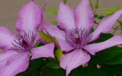 Giselle Clematis - 1 Gallon Pot 17 Giselle Clematis - 1 Gallon Pot -Outdoor Garden Store clematis giselle 7
