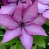 Giselle Clematis - 1 Gallon Pot 1 Giselle Clematis - 1 Gallon Pot -Outdoor Garden Store clematis giselle 9