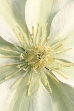Guernsey Cream Clematis - 1 Gallon Pot 14 Guernsey Cream Clematis - 1 Gallon Pot -Outdoor Garden Store clematis guernsey cream 1