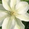 Guernsey Cream Clematis - 1 Gallon Pot 2 Guernsey Cream Clematis - 1 Gallon Pot -Outdoor Garden Store clematis guernsey cream 2