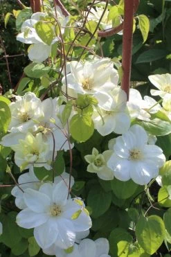 Guernsey Cream Clematis - 1 Gallon Pot 13 Guernsey Cream Clematis - 1 Gallon Pot -Outdoor Garden Store clematis guernsey cream 3
