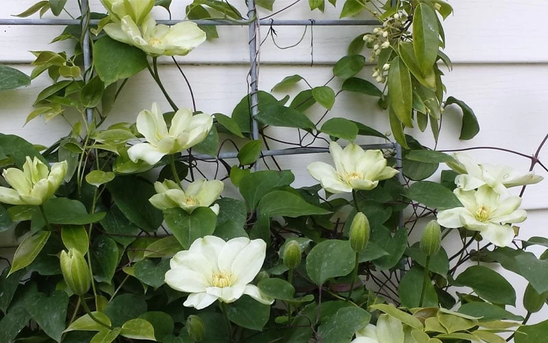 Guernsey Cream Clematis - 1 Gallon Pot 9 Guernsey Cream Clematis - 1 Gallon Pot - Image 7