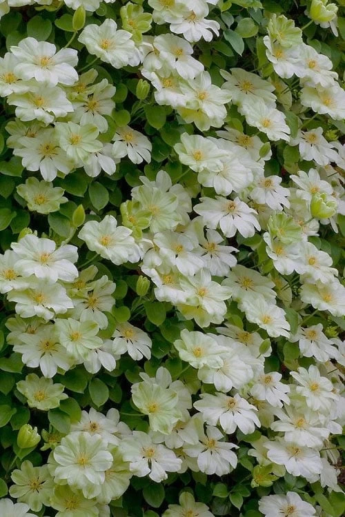Guernsey Cream Clematis - 1 Gallon Pot 6 Guernsey Cream Clematis - 1 Gallon Pot - Image 4