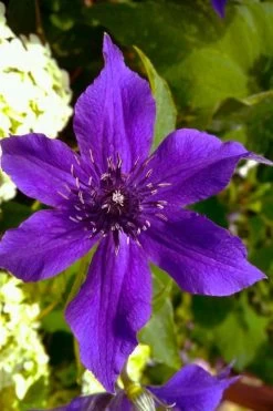 Guiding Promise Clematis - 1 Gallon Pot 9 Guiding Promise Clematis - 1 Gallon Pot -Outdoor Garden Store clematis guiding promise 1