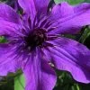 Guiding Promise Clematis - 1 Gallon Pot 1 Guiding Promise Clematis - 1 Gallon Pot -Outdoor Garden Store clematis guiding promise 4