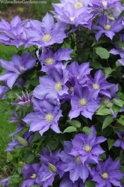 H. F. Young Clematis - 1 Gallon Pot 11 H. F. Young Clematis - 1 Gallon Pot -Outdoor Garden Store clematis h f young 13 1