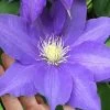 H. F. Young Clematis - 1 Gallon Pot 1 H. F. Young Clematis - 1 Gallon Pot -Outdoor Garden Store clematis h f young 17 1