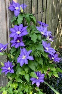 H. F. Young Clematis - 1 Gallon Pot 12 H. F. Young Clematis - 1 Gallon Pot -Outdoor Garden Store clematis h f young 5 1