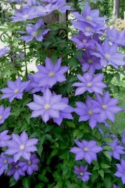H. F. Young Clematis - 3 Gallon Pot 13 H. F. Young Clematis - 3 Gallon Pot -Outdoor Garden Store clematis h f young 9