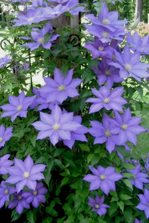 H. F. Young Clematis - 3 Gallon Pot 8 H. F. Young Clematis - 3 Gallon Pot - Image 6