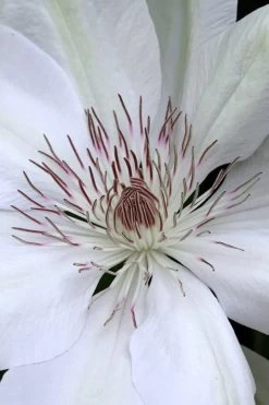 Henryi Clematis - 1 Gallon Pot 15 Henryi Clematis - 1 Gallon Pot -Outdoor Garden Store clematis henryi 1
