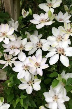 Henryi Clematis - 1 Gallon Pot 16 Henryi Clematis - 1 Gallon Pot -Outdoor Garden Store clematis henryi 2