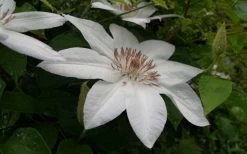 Henryi Clematis - 1 Gallon Pot 17 Henryi Clematis - 1 Gallon Pot -Outdoor Garden Store clematis henryi 3