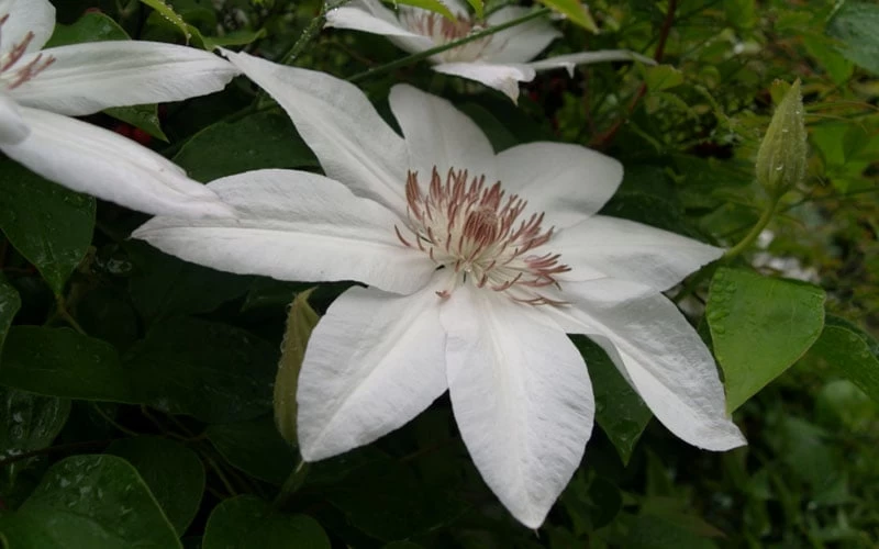 Henryi Clematis - 1 Gallon Pot 9 Henryi Clematis - 1 Gallon Pot - Image 7