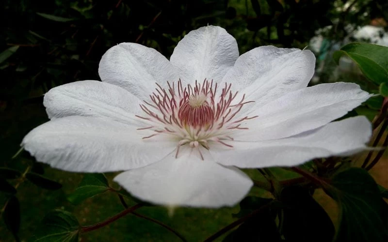 Henryi Clematis - 1 Gallon Pot 10 Henryi Clematis - 1 Gallon Pot - Image 8