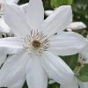 Henryi Clematis - 1 Gallon Pot 2 Henryi Clematis - 1 Gallon Pot -Outdoor Garden Store clematis henryi 5