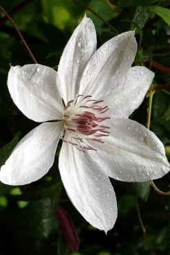 Henryi Clematis - 1 Gallon Pot 19 Henryi Clematis - 1 Gallon Pot -Outdoor Garden Store clematis henryi 6