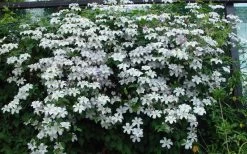 Huldine Clematis - 1 Gallon Pot 15 Huldine Clematis - 1 Gallon Pot -Outdoor Garden Store clematis huldine 11