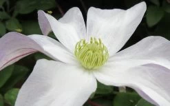 Huldine Clematis - 1 Gallon Pot 16 Huldine Clematis - 1 Gallon Pot -Outdoor Garden Store clematis huldine 3