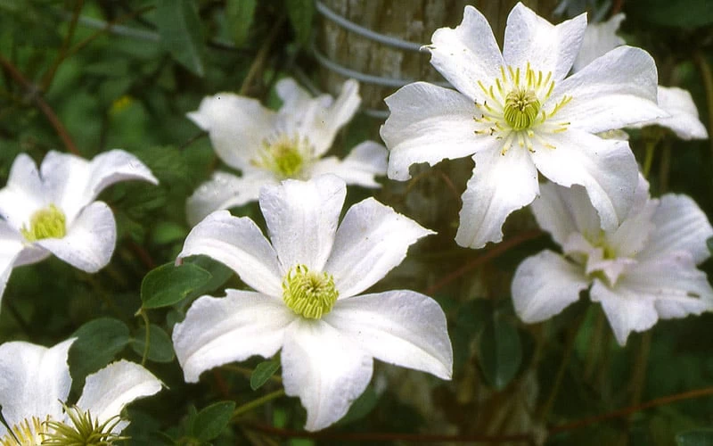 Huldine Clematis - 1 Gallon Pot 10 Huldine Clematis - 1 Gallon Pot - Image 8