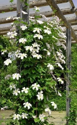Huldine Clematis - 1 Gallon Pot 19 Huldine Clematis - 1 Gallon Pot -Outdoor Garden Store clematis huldine 7jpg