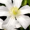 Huldine Clematis - 1 Gallon Pot 2 Huldine Clematis - 1 Gallon Pot -Outdoor Garden Store clematis huldine 8
