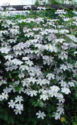 Huldine Clematis - 1 Gallon Pot 14 Huldine Clematis - 1 Gallon Pot -Outdoor Garden Store clematis huldine 9
