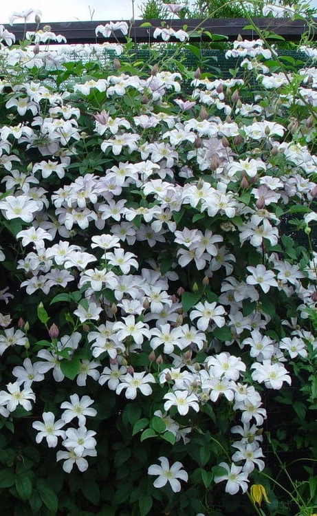 Huldine Clematis - 1 Gallon Pot 6 Huldine Clematis - 1 Gallon Pot - Image 4