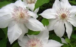 Hyde Hall Clematis - 1 Gallon Pot 14 Hyde Hall Clematis - 1 Gallon Pot -Outdoor Garden Store clematis hyde hall 1