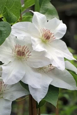 Hyde Hall Clematis - 1 Gallon Pot 12 Hyde Hall Clematis - 1 Gallon Pot -Outdoor Garden Store clematis hyde hall 4