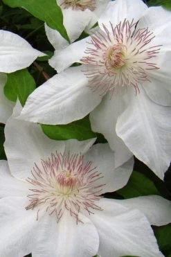 Hyde Hall Clematis - 1 Gallon Pot 13 Hyde Hall Clematis - 1 Gallon Pot -Outdoor Garden Store clematis hyde hall 5