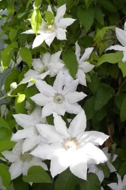 Hyde Hall Clematis - 1 Gallon Pot 15 Hyde Hall Clematis - 1 Gallon Pot -Outdoor Garden Store clematis hyde hall 6