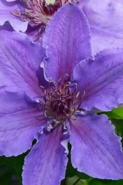 Ines Clematis - 1 Gallon Pot 10 Ines Clematis - 1 Gallon Pot -Outdoor Garden Store clematis ines 1