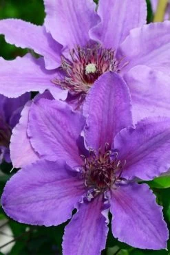 Ines Clematis - 1 Gallon Pot 11 Ines Clematis - 1 Gallon Pot -Outdoor Garden Store clematis ines 3