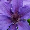 Ines Clematis - 1 Gallon Pot 2 Ines Clematis - 1 Gallon Pot -Outdoor Garden Store clematis ines 5