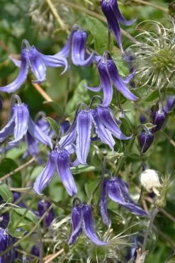 Clematis Integrifolia (Solitary Bush Clematis) - 1 Gallon Pot 12 Clematis Integrifolia (Solitary Bush Clematis) - 1 Gallon Pot -Outdoor Garden Store clematis integrifolia soiltary bush clematis 4